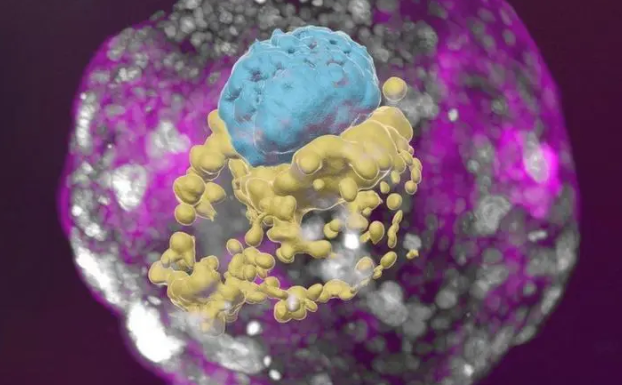 以色列科学家利用干细胞创造人类胚胎模型：引发伦理讨论的新突破