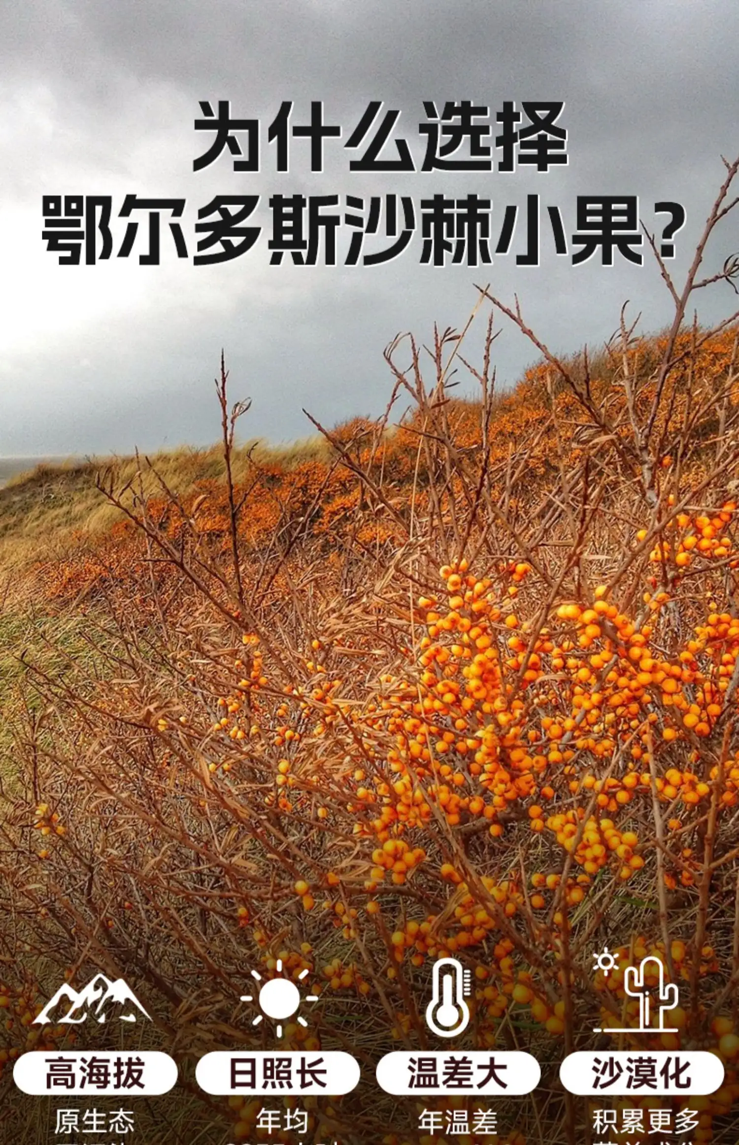 详情10.jpg